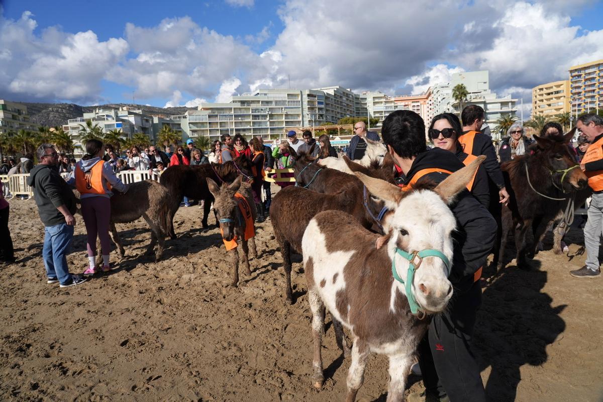 Las imágenes de la carrera de caballos en la playa de Orpesa