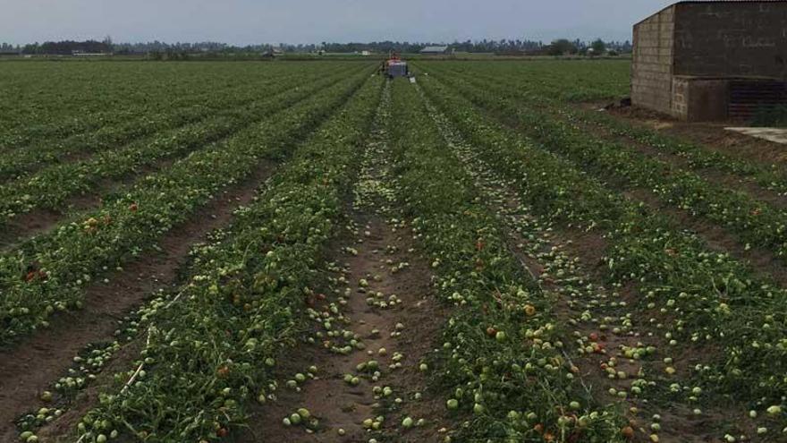 20.000 hectáreas de tomate, maíz y fruta están afectadas por las tormentas en Extremadura