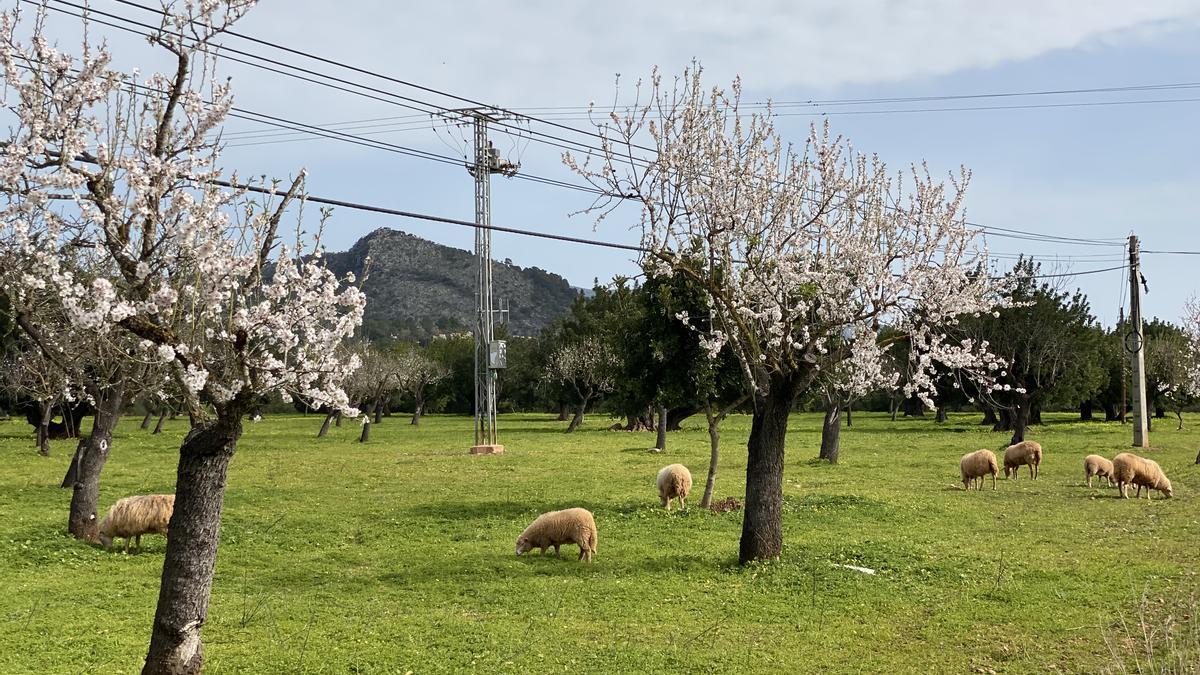 Almendros en flor en una finca de la carretera de Valldemossa