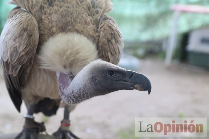 Las Águilas del Sol de Puerto Lumbreras piden ayud