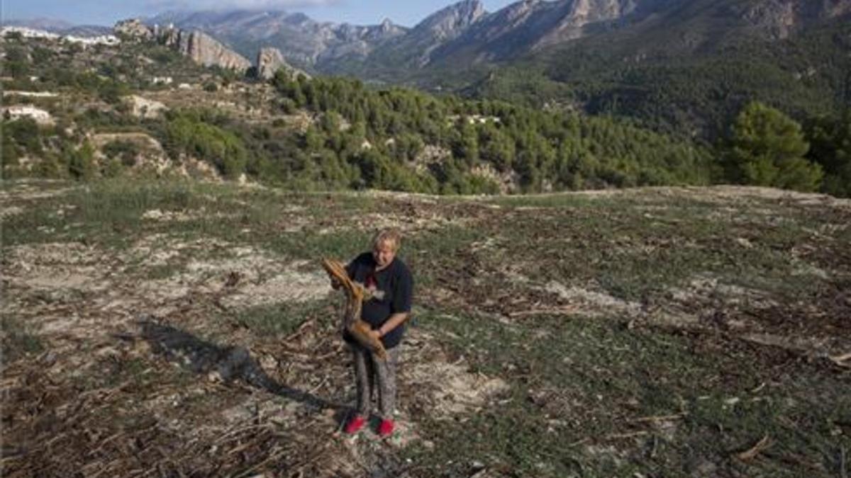 carmen, afecatda 'por la Xylella fastidiosa', en la localidad alicantina de Guadales.