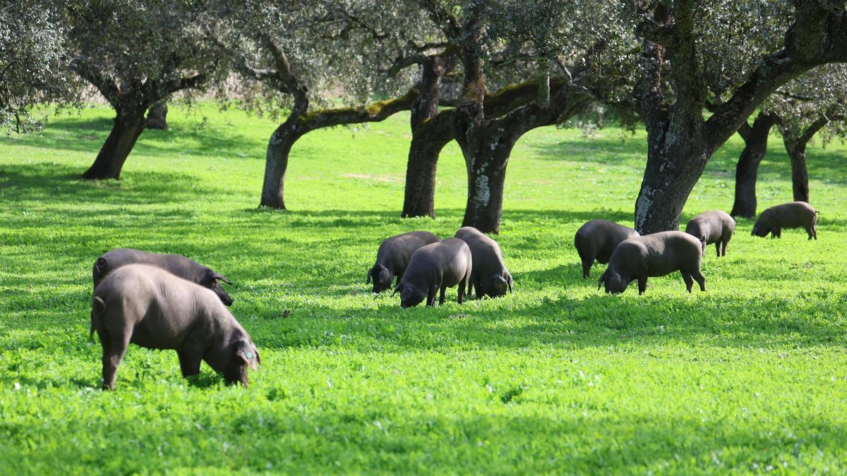 Varios cerdos comen bellotas en la dehesa de Los Pedroches.