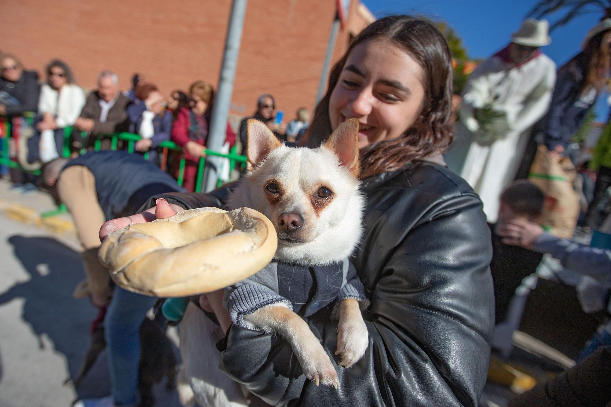 Romería y Bendición de animales en San Antón de Elche