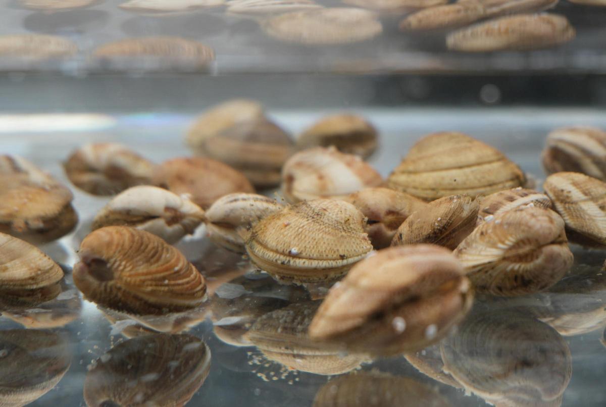 La tellerina o chirla (Chamelea gallina) és un mol·lusc bivalve marí, semblant a una cloïssa menuda.