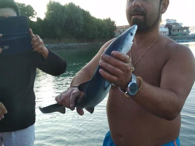 Un tiburón azul sorprende a los bañistas en Marín