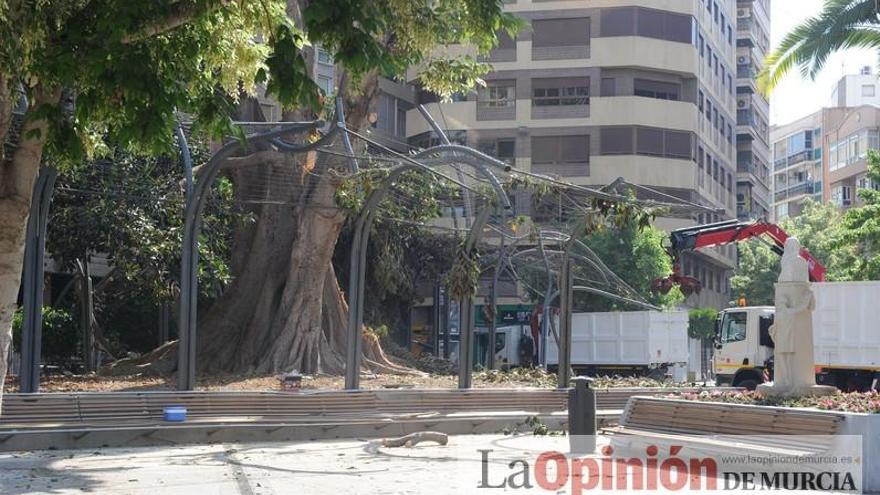 El día después de la caída de la rama del ficus de Santo Domingo