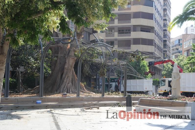 El día después de la caída de la rama del ficus de