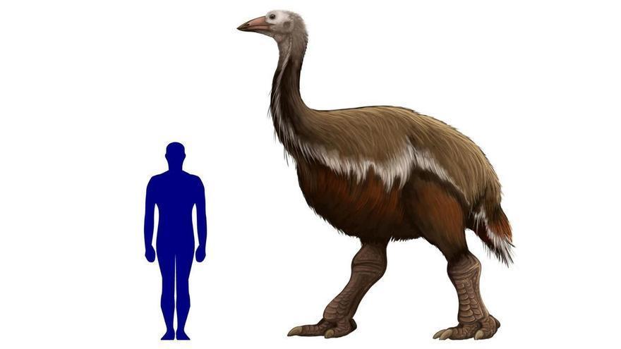 El pájaro elefante y la moa gigante, las dos aves más grandes que jamás han existido