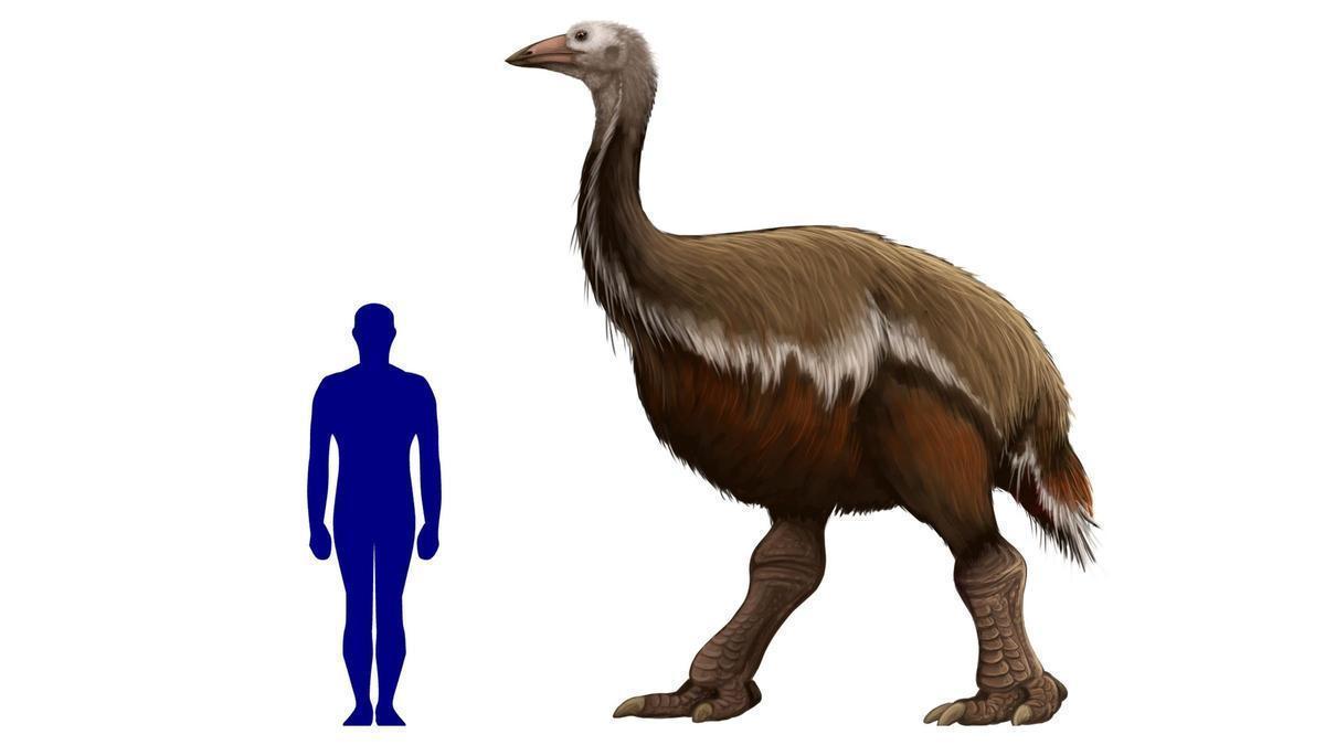 Tamaño comparativo del pájaro elefante y una persona
