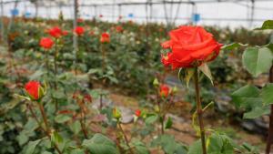 Joaquim Pons, el último productor de rosas de Sant Jordi catalanas