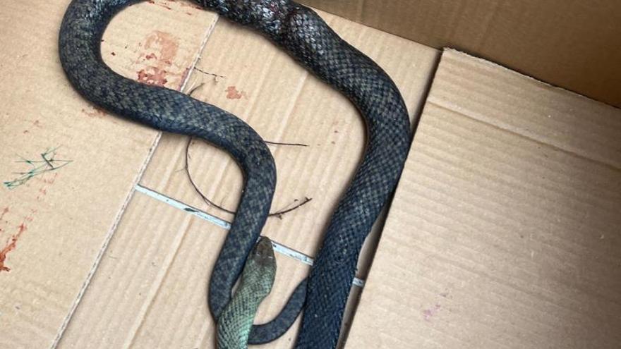 Un &quot;cerdolí&quot; en apuros y una serpiente activan a Emerxencias de Vilagarcía