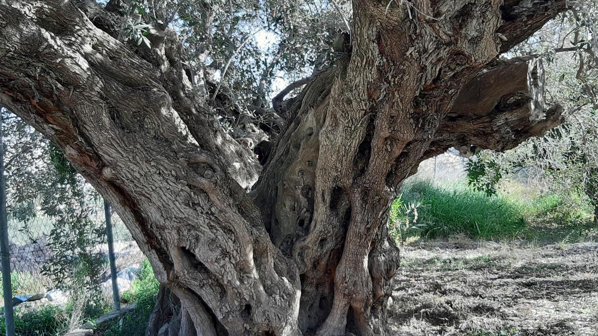 La olivera de los fantasmas en Cieza.