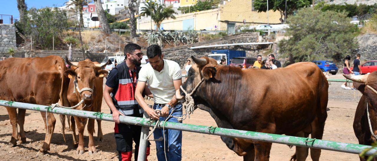 Algunos ganaderos con sus animales en la muestra de ganado de la fiesta de San Juan
