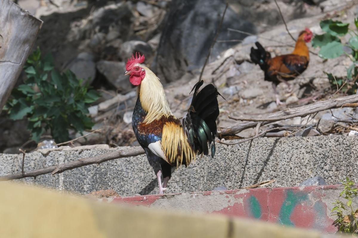 El Ayuntamiento organiza una captura de gallos y gallinas en el barrio de La Paterna