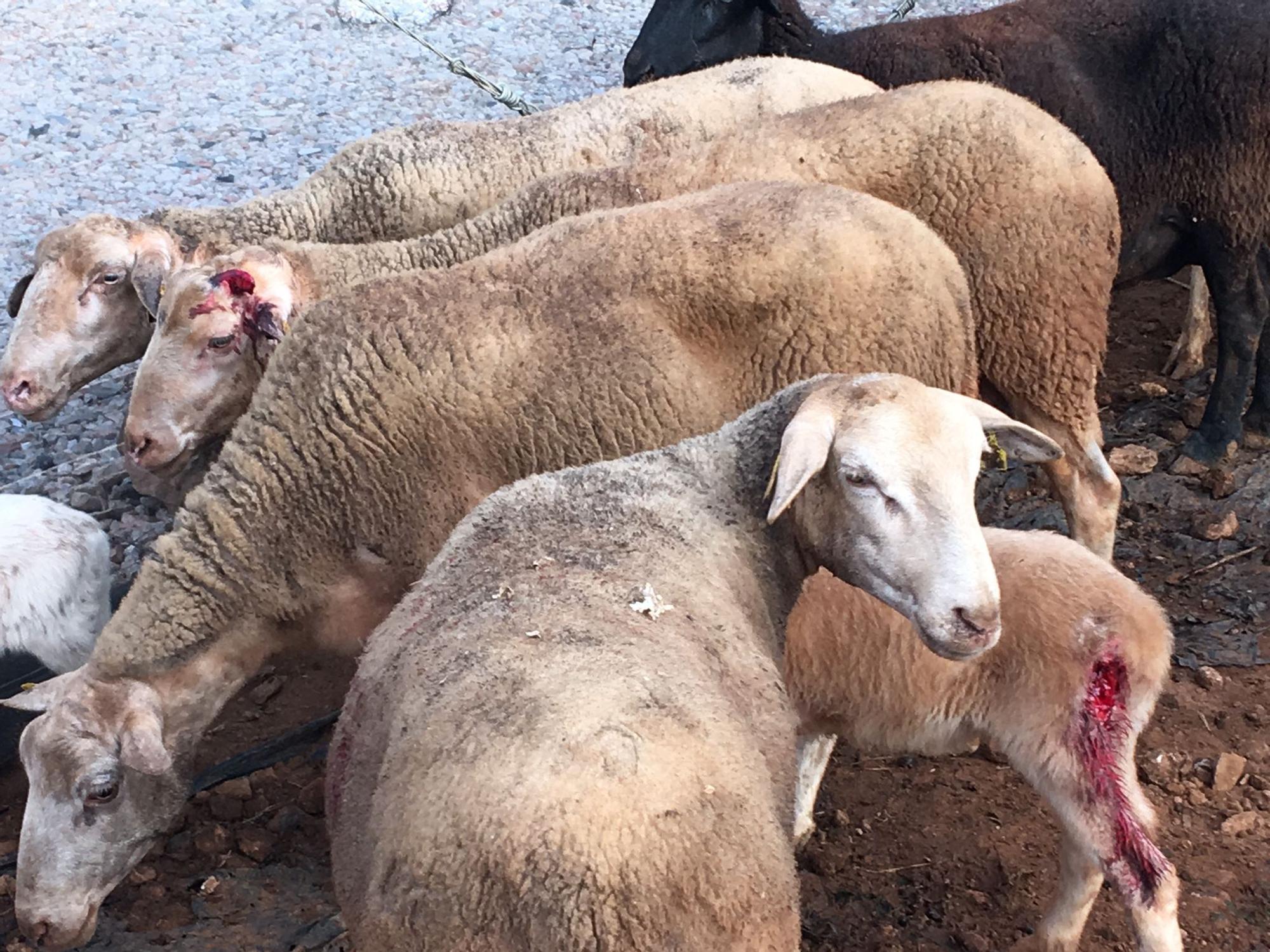 Dos perros matan a una docena de corderos en la finca de Puntiró