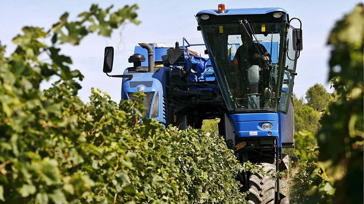 Recogida mecánica de la uva, en una explotación situada en la denominación de origen Montilla-Moriles.