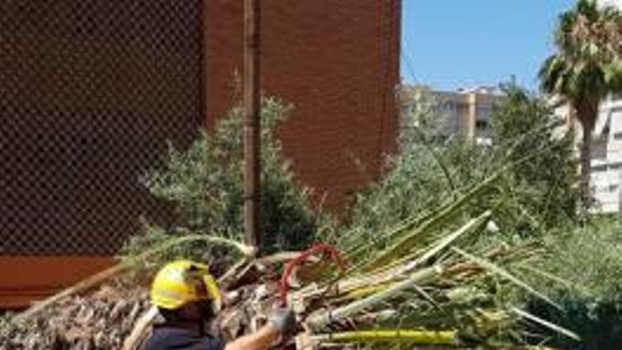 Una palmera cae sobre un coche