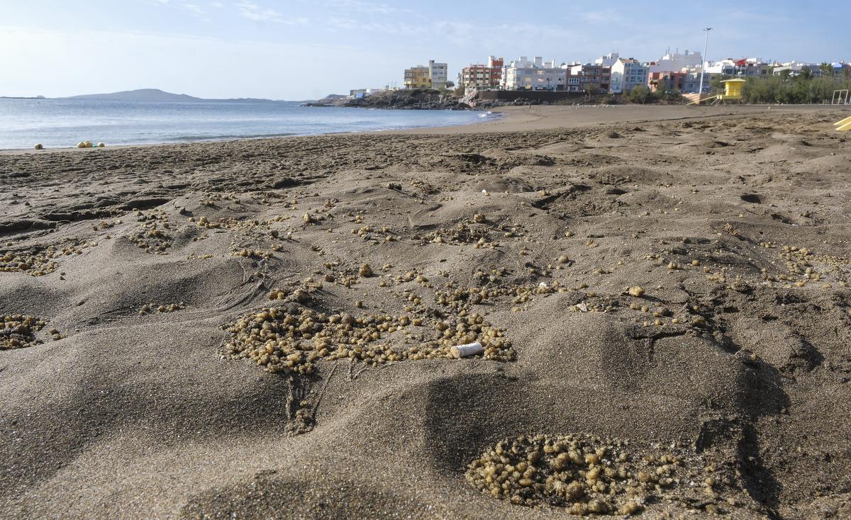 Restos en la arena de la playa de Melenara de Telde.