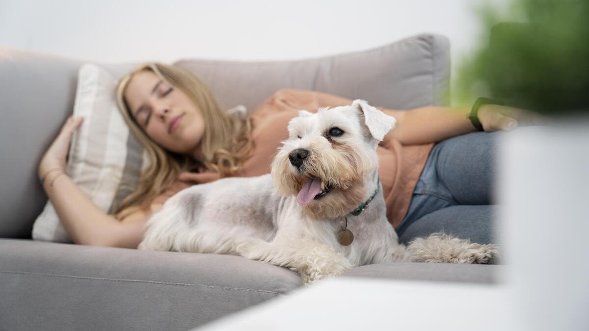 Elimina de manera sencilla el pelo de tus mascotas con la mejor aspiradora (rebajada)