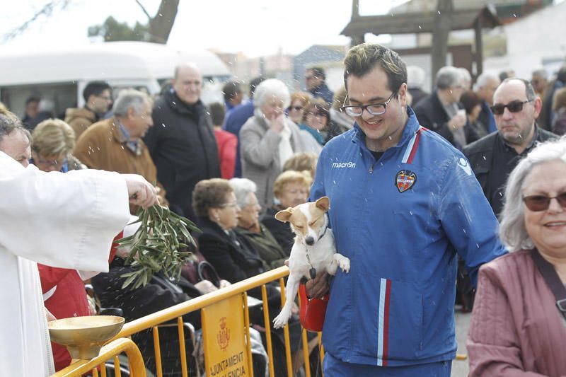 Benidición de animales en la Ermita de Vera y en la Punta