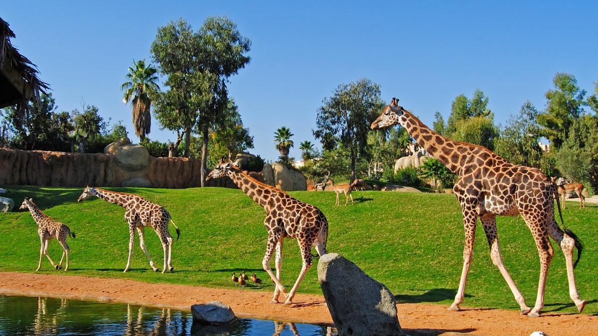 Una familia de jirafas campa por la zona de sabana en pleno BIOPARC de Valencia.
