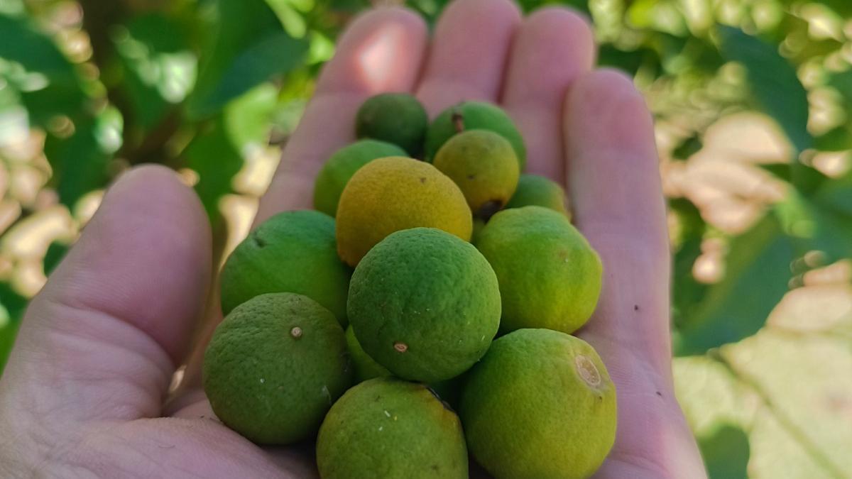 Naranjas en crecimiento que se han caído del árbol debido al calor.