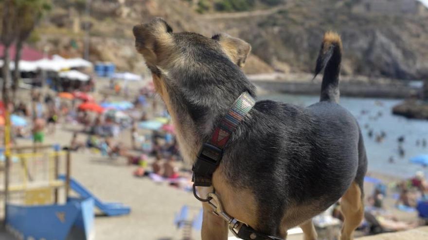 Critican la paralización en los proyectos de playas y parques caninos en Cartagena