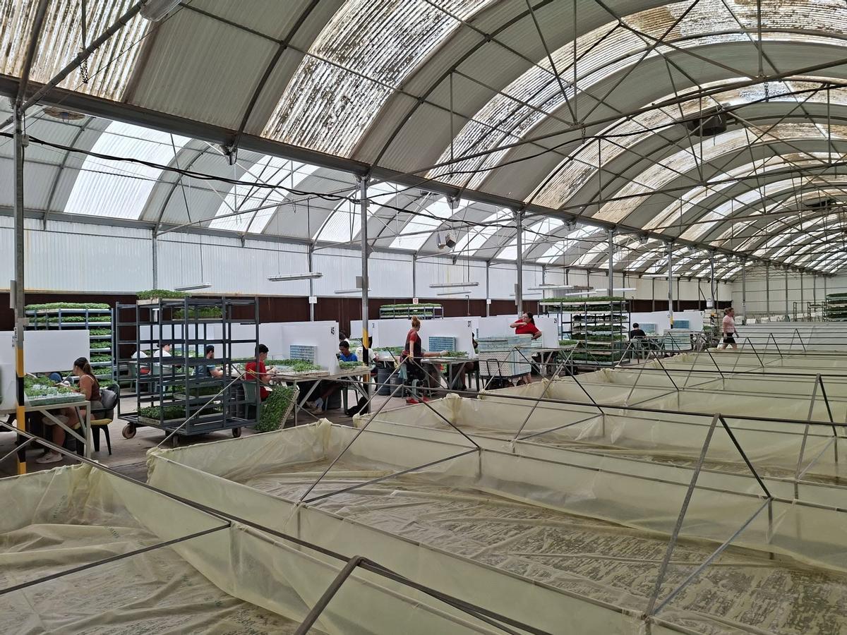 Nave de trabajo de Coagrisan.
