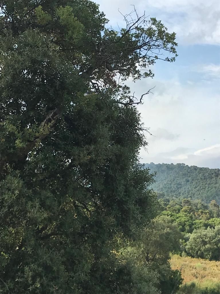 Un incendi crema una casa al cor de les Gavarres