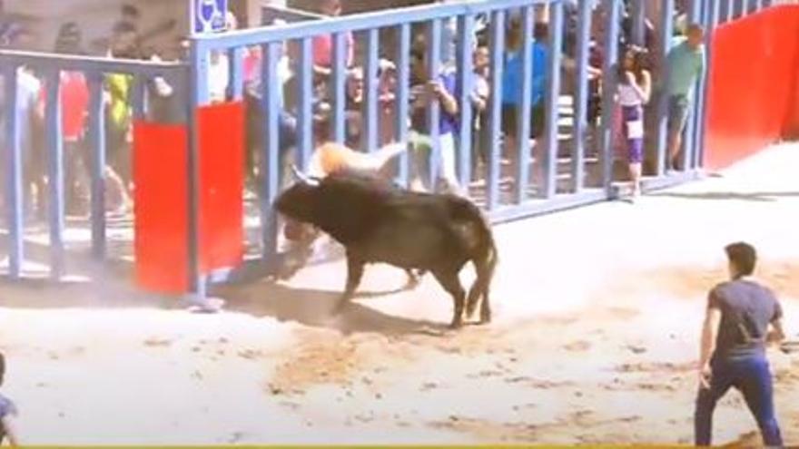 Momento en el que uno de los astados del encierro ha alcanzado a un aficionado en una aparatosa cogida.