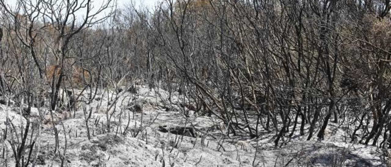 Terrenos arrasados por el paso de las llamas en el incendio declarado en Carcaixent en 2016.