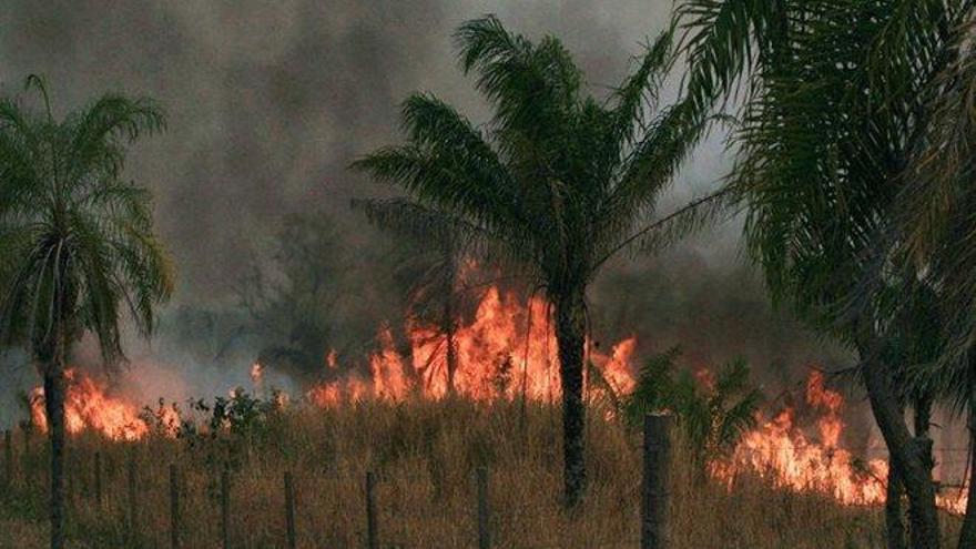 Los incendios forestales en Bolivia han dañado 1,8 millones de hectáreas