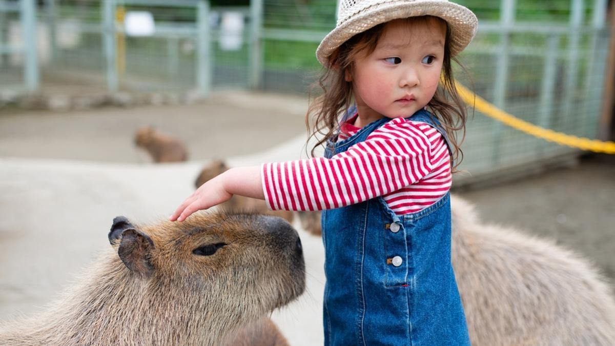 Una niña acaricia a una capibara, el mayor roedor del mundo, así como un animal muy amistoso.