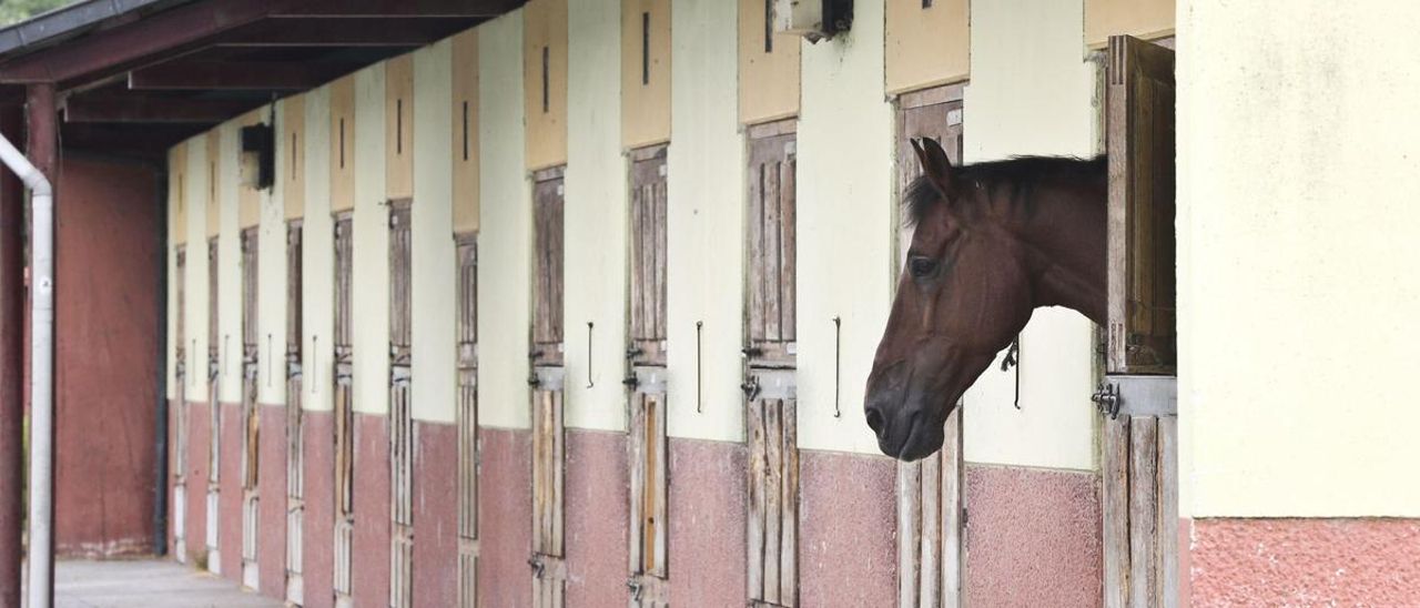 Caballo en las instalaciones