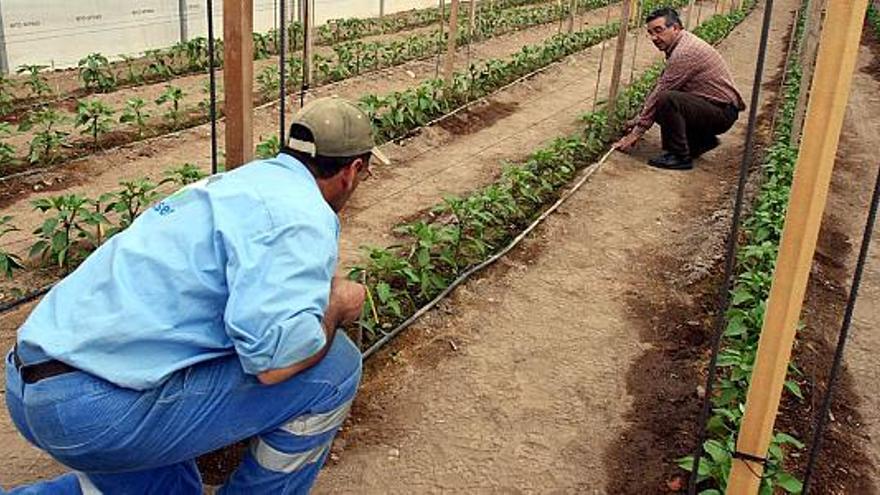 Dos agricultores instalan un sistema de riego por goteo en un invernadero de Elche, en una imagen de archivo.