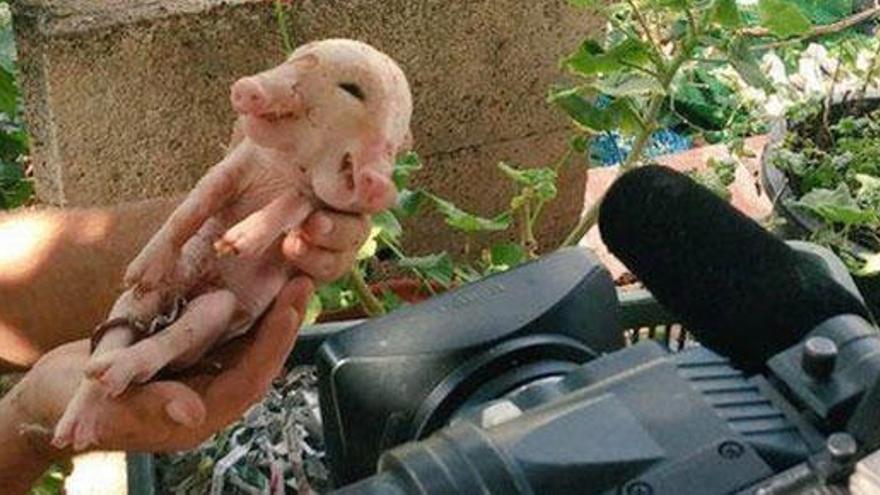 Muere el cerdo de dos caras nacido en Jaén.