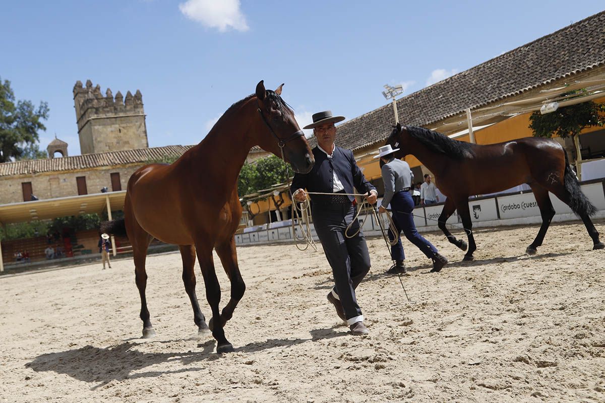 Concurso morfológico en Cabalcor