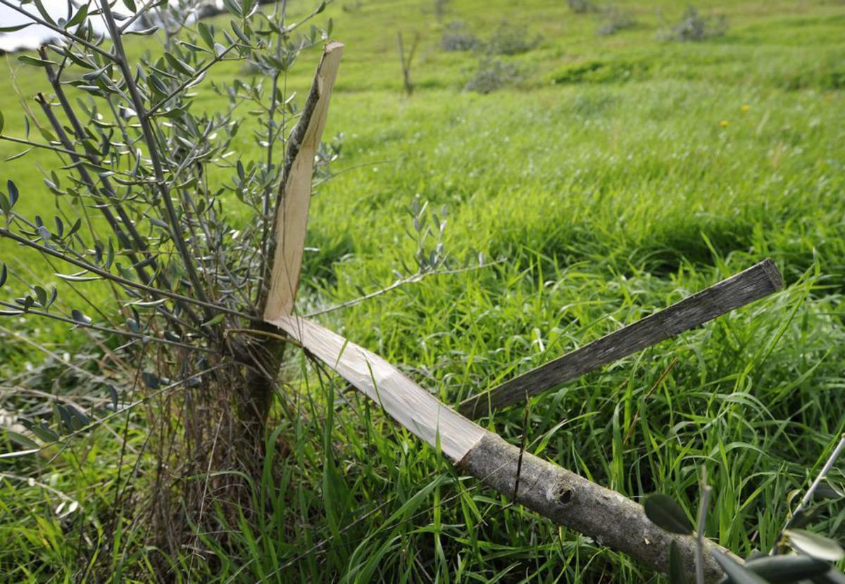 Bernabé/Javier Lalín