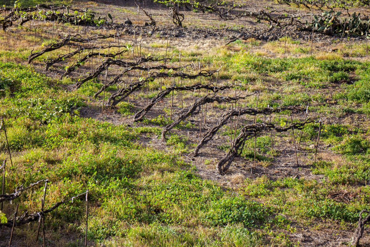 A vinya és avui un dels principals cultius de l'illa, amb unes 3.200 hectàrees, un 17% de la superfície cultivada.