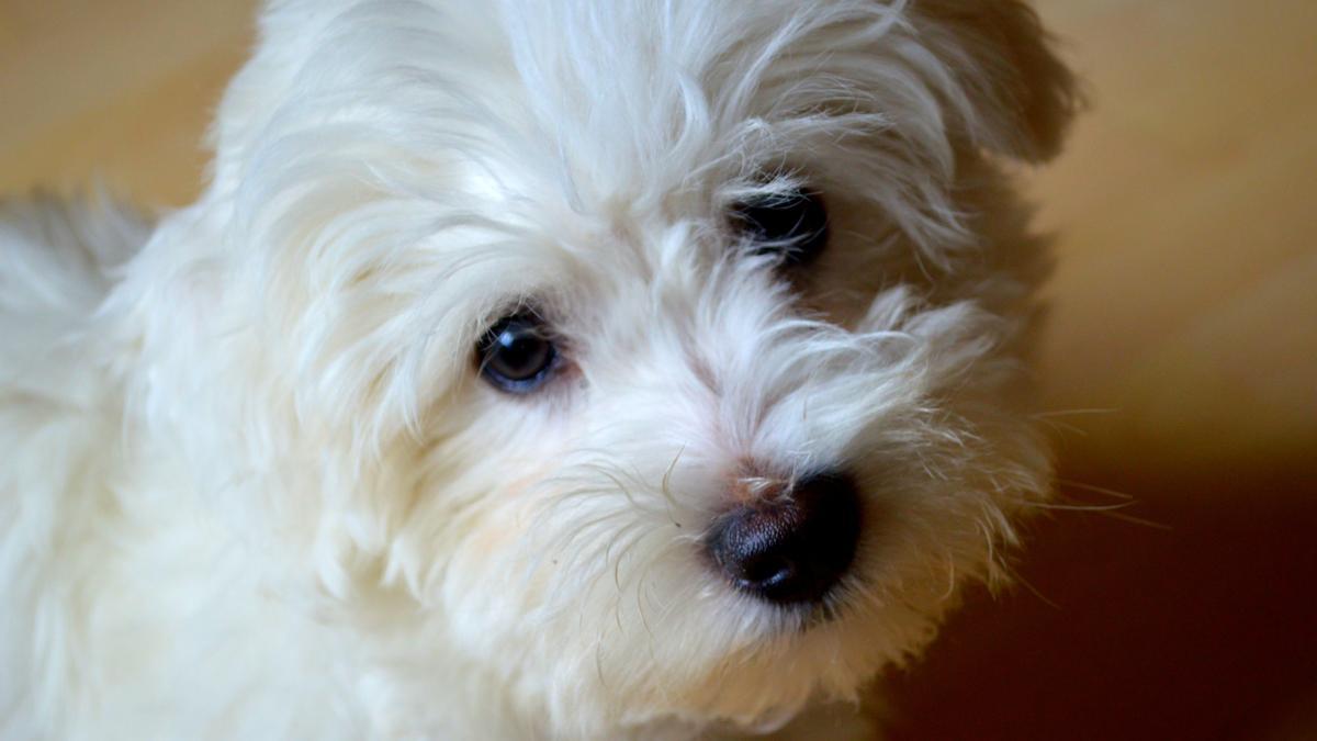 El Bichón Maltés es una de las razas de perros pequeños ideales para pisos