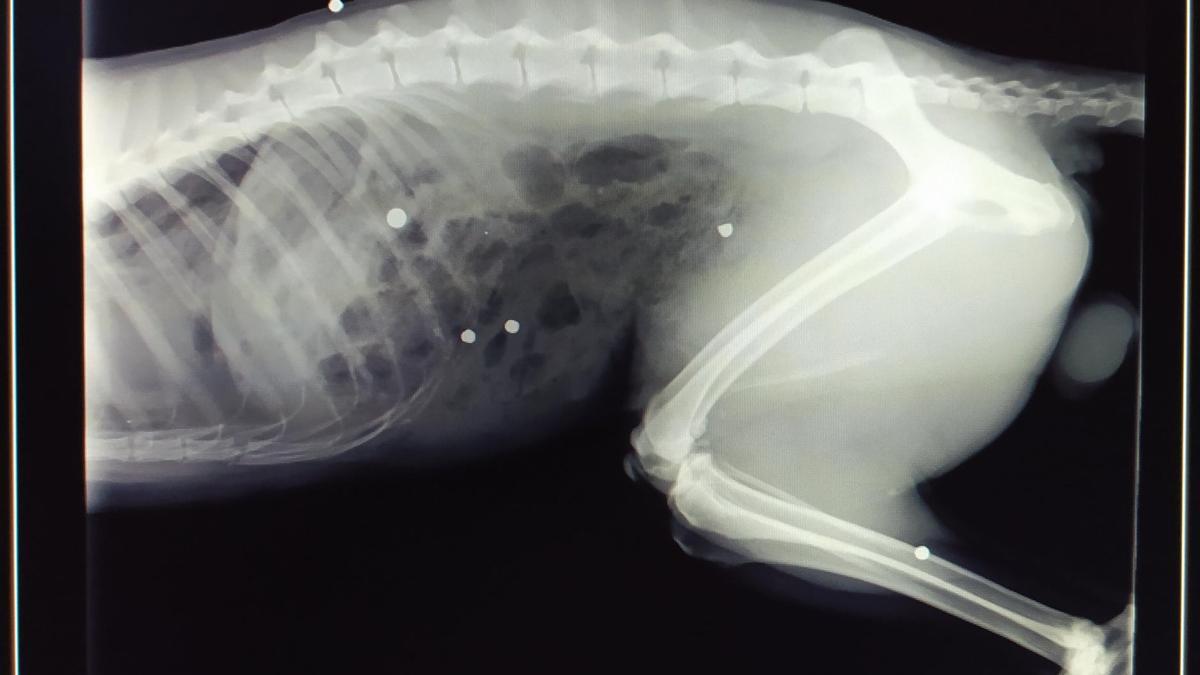 Informe de la autopsia del zorro en el que se muestran los balines que impactaron en el cuerpo