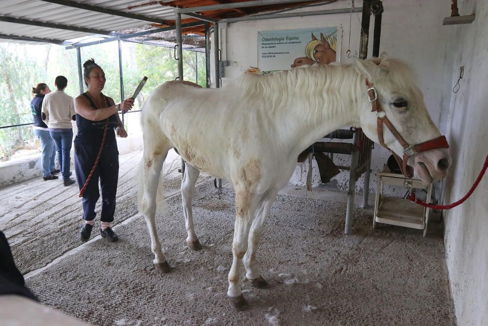 Santuario de caballos CYD Santa María en Alhaurín