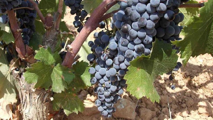 La variedad de uva Monastrell está muy extendida por el arco mediterráneo.