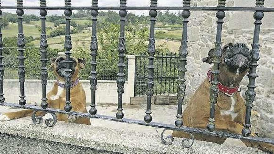 Perros de raza boxer en el refugio privado del dueño.