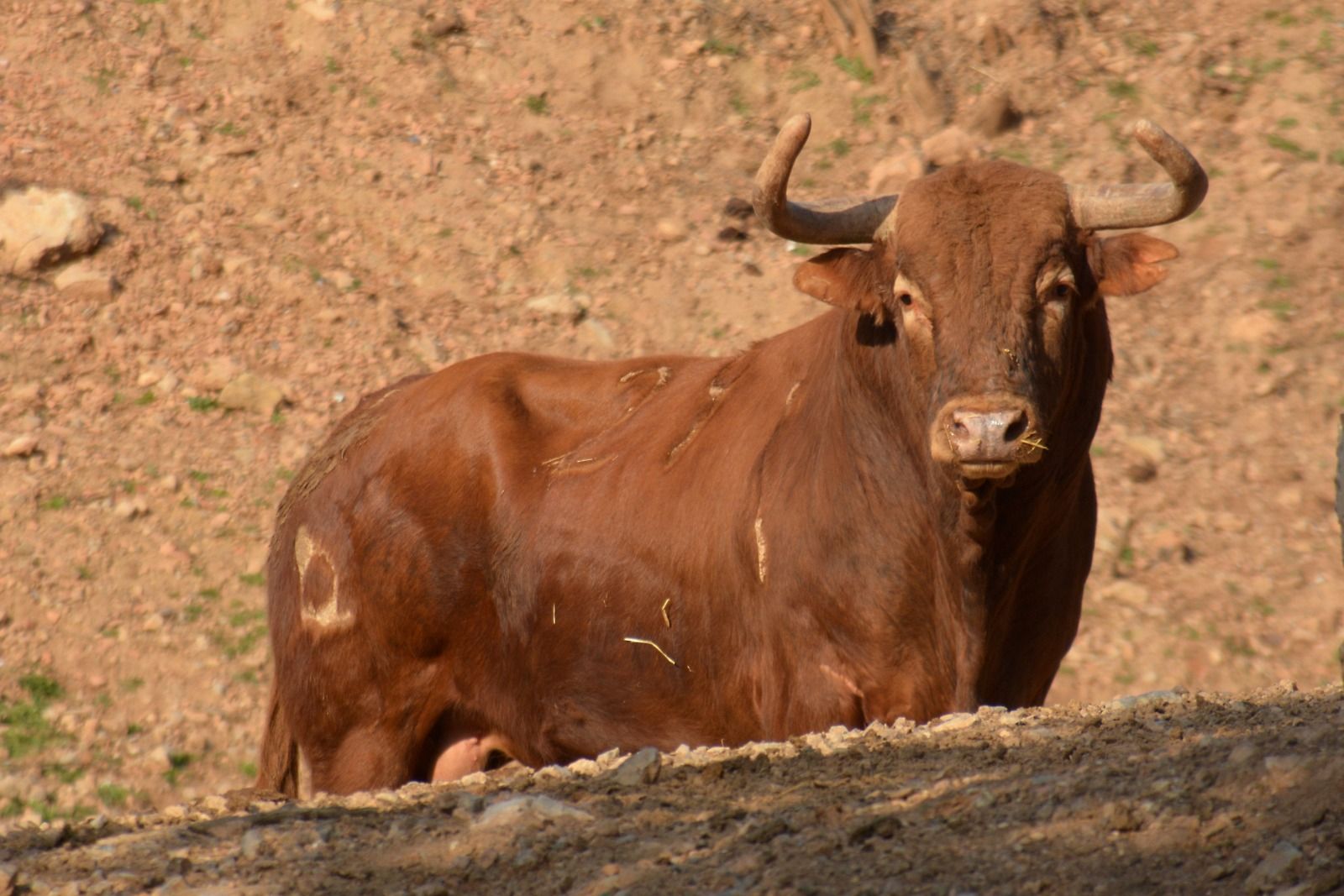 Naturaleza y plenitud: así viven los toros de la ganadería de Daniel Ramos