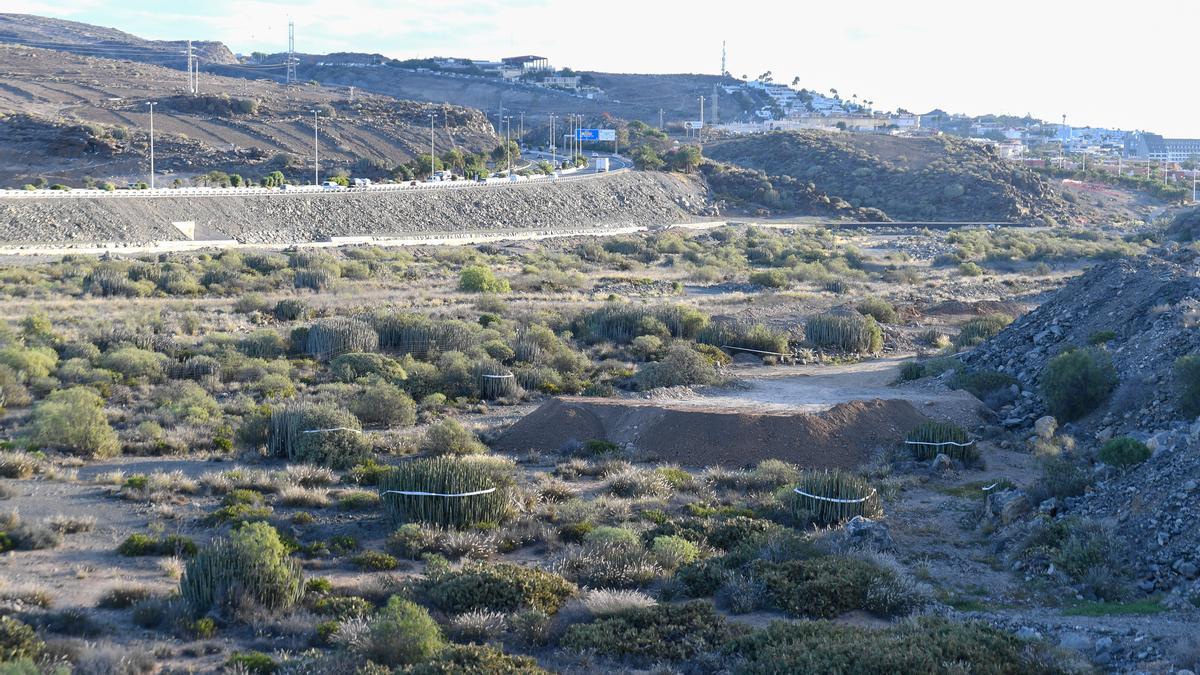 Vegetación de cardonal-tabaibal en la parcela de El Veril donde se instalará el Siam Park de Gran Canaria.
