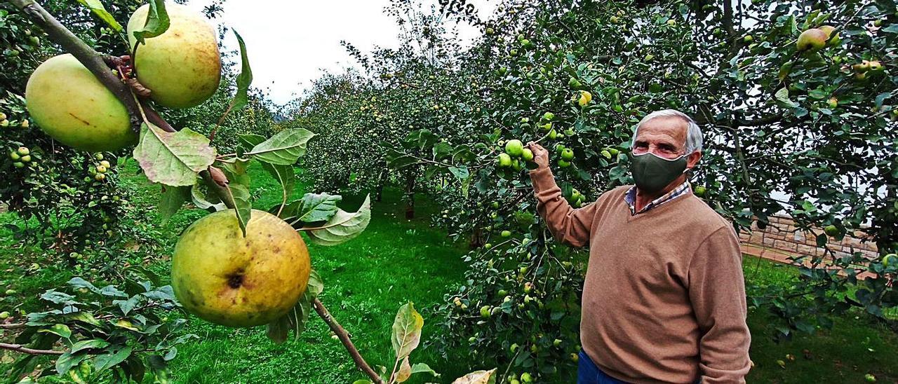 Atilano Martínez, del Club sierense de Amigos de la Manzana, ayer, en la finca del colectivo en Vega de Poja. | S. Arias