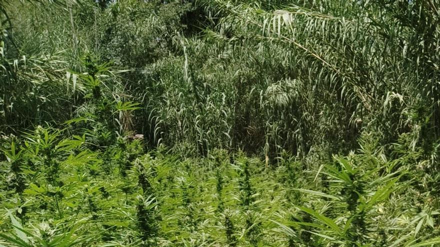 Els Mossos d’Esquadra desmantellen un campament il·legal amb 1.950 plantes de marihuana prop del riu Fluvià a Vilademuls