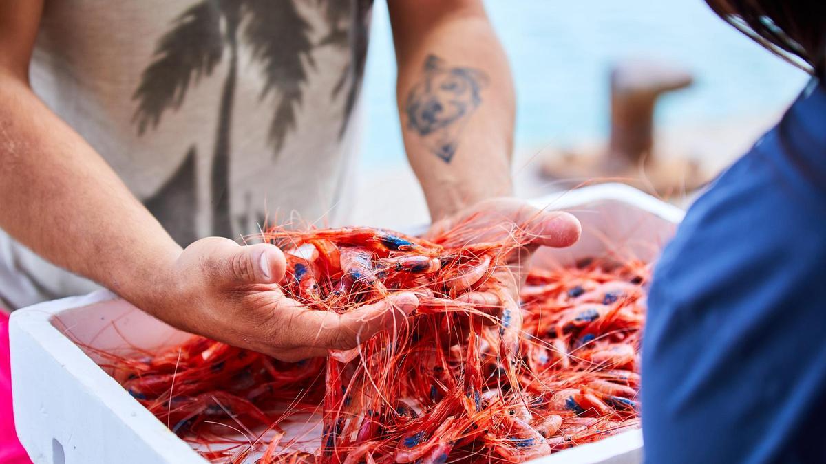 La demanda festiva eleva los precios de todas las categorías de gamba en las lonjas