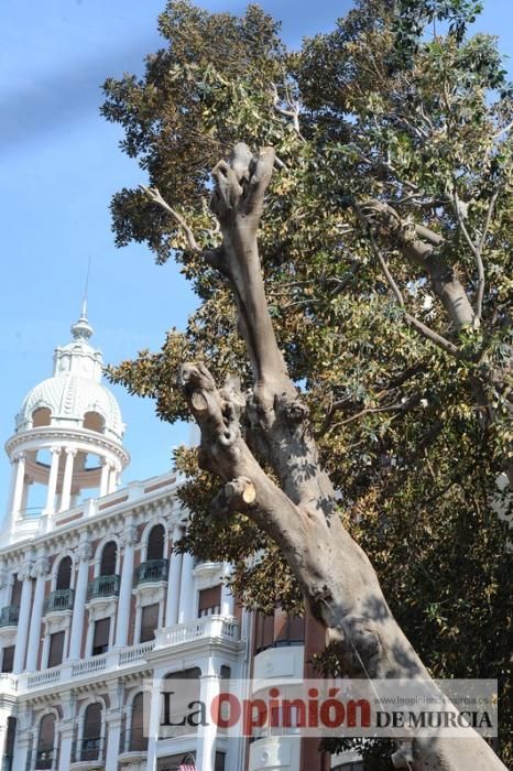 El día después de la caída de la rama del ficus de